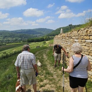 Randonnée vignes Jura avec chien - Vignoble Pignier de Montaigu